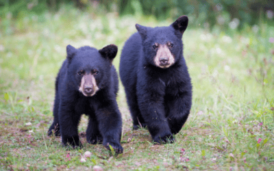 Bear sightings in Garden Valley?